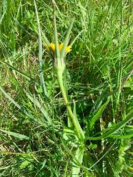 Image result for Tragopogon pratensis
