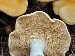 Attēlu rezultāti vaicājumam “Hydnum repandum”