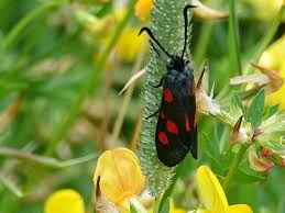 Attēlu rezultāti vaicājumam “Zygaena lonicerae larva”