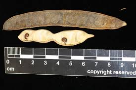 Attēlu rezultāti vaicājumam “Robinia pseudoacacia fruit”