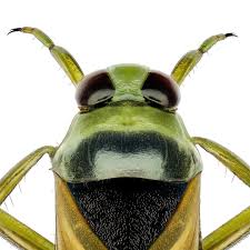 Attēlu rezultāti vaicājumam “Notonecta glauca”