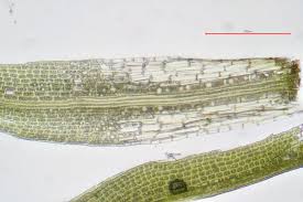 Attēlu rezultāti vaicājumam “Rhabdoweisia fugax”