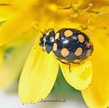 Attēlu rezultāti vaicājumam “Coccinula quatuordecimpustulata”