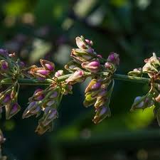 Attēlu rezultāti vaicājumam “Rumex hydrolapathum fruit”