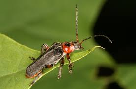 Attēlu rezultāti vaicājumam “Cantharis rustica”