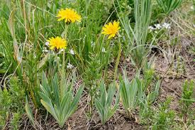 Attēlu rezultāti vaicājumam “Juniperus communis female flower”