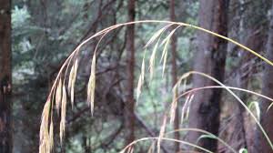 Attēlu rezultāti vaicājumam “Bromopsis benekenii”