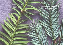 Attēlu rezultāti vaicājumam “Taxus baccata”