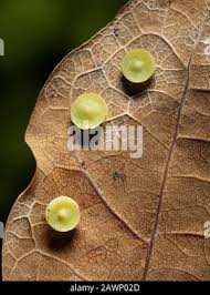 Attēlu rezultāti vaicājumam “Neuroterus albipes”