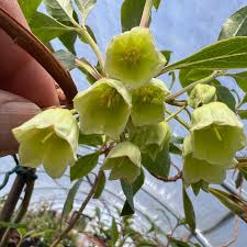 Attēlu rezultāti vaicājumam “Enkianthus chinensis”