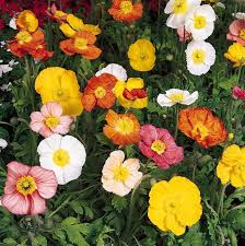 Image result for Papaver nudicaule