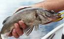 Blue Walleye ~ Walleye Fishing with Mike Richard