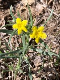 Attēlu rezultāti vaicājumam “Lithospermum officinale flower”