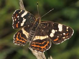 Attēlu rezultāti vaicājumam “Araschnia levana larva”