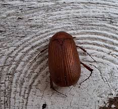 Attēlu rezultāti vaicājumam “Serica brunnea imago”