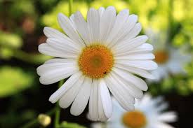 Attēlu rezultāti vaicājumam “Leucanthemum vulgare”