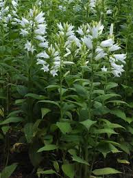 Attēlu rezultāti vaicājumam “Campanula latifolia”