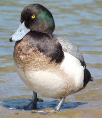 Image result for Aythya marila