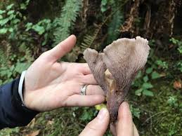 Attēlu rezultāti vaicājumam “Gomphus clavatus”