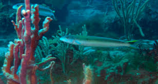 Image result for Malacanthus plumieri