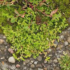 Attēlu rezultāti vaicājumam “Herniaria glabra leaf”