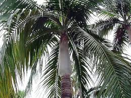 Attēlu rezultāti vaicājumam “Diderma montanum var. album macro”