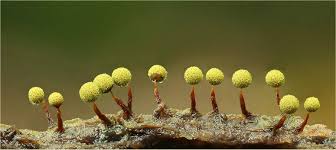 Attēlu rezultāti vaicājumam “Cribraria rubiginosa macro”