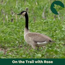 Attēlu rezultāti vaicājumam “Branta canadensis adult”