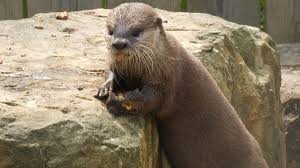 Image result for Worthing Otters