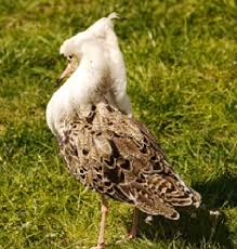 Attēlu rezultāti vaicājumam “Philomachus pugnax”