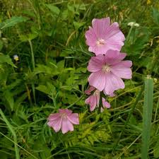 Attēlu rezultāti vaicājumam “Malva moschata leaf”