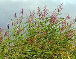 Attēlu rezultāti vaicājumam “Phragmites communis flower”