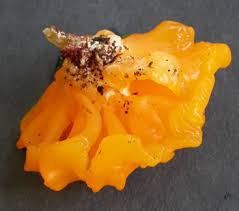 Attēlu rezultāti vaicājumam “Dacrymyces chrysospermus spores”