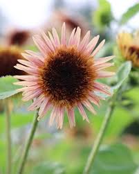 Image result for Sonnenblume