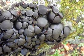 Attēlu rezultāti vaicājumam “Exidia glandulosa”