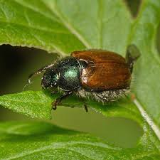 Attēlu rezultāti vaicājumam “Phyllopertha horticola imago”