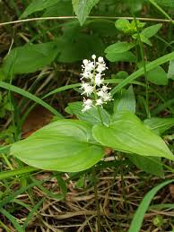 Attēlu rezultāti vaicājumam “Maianthemum bifolium fruit”
