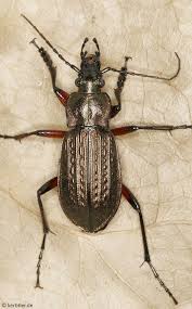 Attēlu rezultāti vaicājumam “Carabus arcensis”