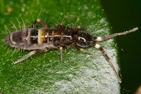 Attēlu rezultāti vaicājumam “Orchesella sp.”