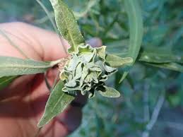 Attēlu rezultāti vaicājumam “Rabdophaga salicis”