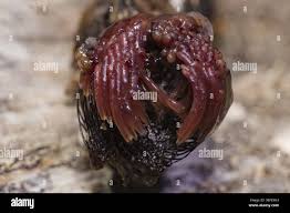 Attēlu rezultāti vaicājumam “Stemonitis flavogenita”