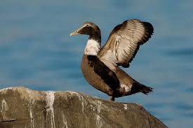 Attēlu rezultāti vaicājumam “Somateria mollissima”