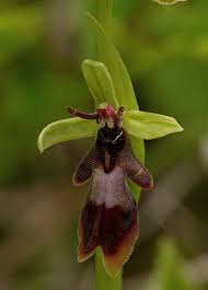 Attēlu rezultāti vaicājumam “Ophrys insectifera leaf”