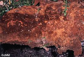 Attēlu rezultāti vaicājumam “Phellinus ferrugineofuscus”