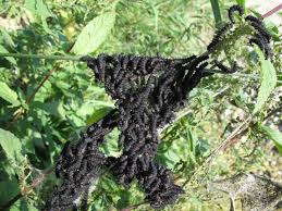 Attēlu rezultāti vaicājumam “Nymphalis xanthomelas larva”