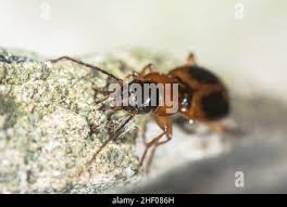 Attēlu rezultāti vaicājumam “Badister bullatus”