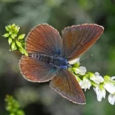 Attēlu rezultāti vaicājumam “Cyaniris semiargus male”