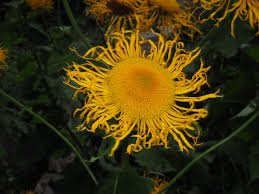 Attēlu rezultāti vaicājumam “Telekia speciosa bud”