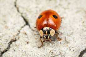 Attēlu rezultāti vaicājumam “Adalia bipunctata”