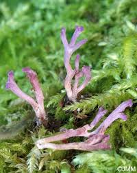 Attēlu rezultāti vaicājumam “Ramariopsis pulchella”